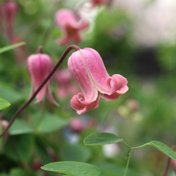 クレマチス苗 Amazon | ノーブランド品 クレマチス 2年生苗 雫 | 花