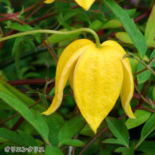 三*子様 クレマチス　苗　⑧ 三*子様 クレマチス 苗 ⑧