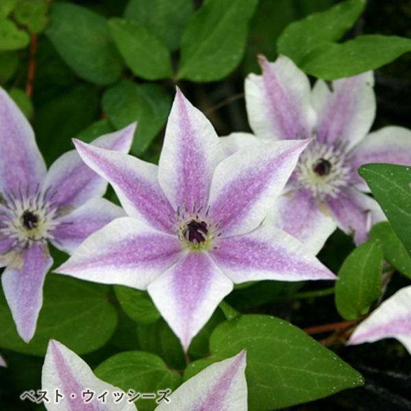 クレマチス苗　入手困難 ポットごと速達発送 クレマチス苗 入手困難 ポットごと速達発送 クレマチス苗 入手困難