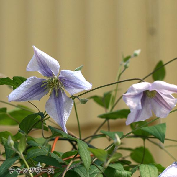 flower-net_z230627251