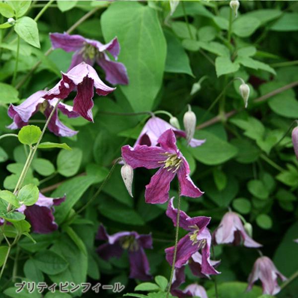 flower-net_z230627254