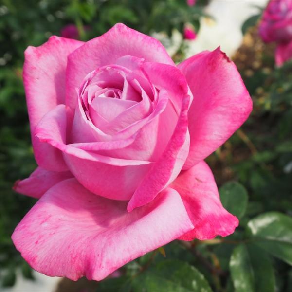 予約販売 バラ苗 バラ大苗 大輪 ブルーリバー 四季咲き 薔薇 ばら 紫 troe 12月中旬以降発送