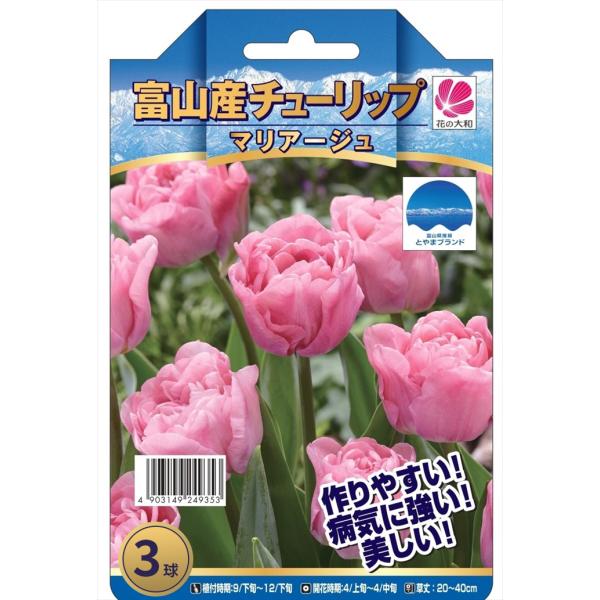 花の大和 球根 富山の清流チューリップ マリアージュ 登録品種 3球 hyk