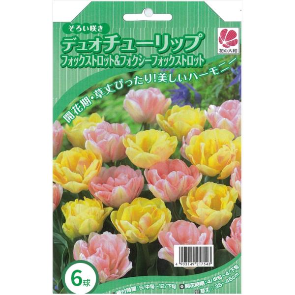 花の大和 球根 デュオチューリップ フォックストロット＆フォクシー