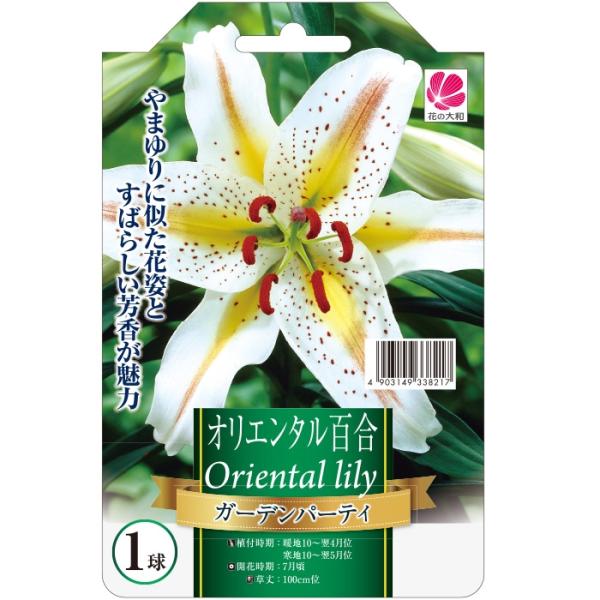 NAO　オリエンタル百合特大球コレクション5セット＆紅すじ山百合11球 NAO オリエンタル百合特大球コレクション5セット＆紅すじ山百合