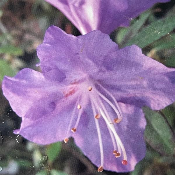 予約販売 ブルーツツジ さざなみ 4.5号鉢 登録品種 開花予定株 つつじ 花苗 常緑 花木 ttd 11月下旬以降発送