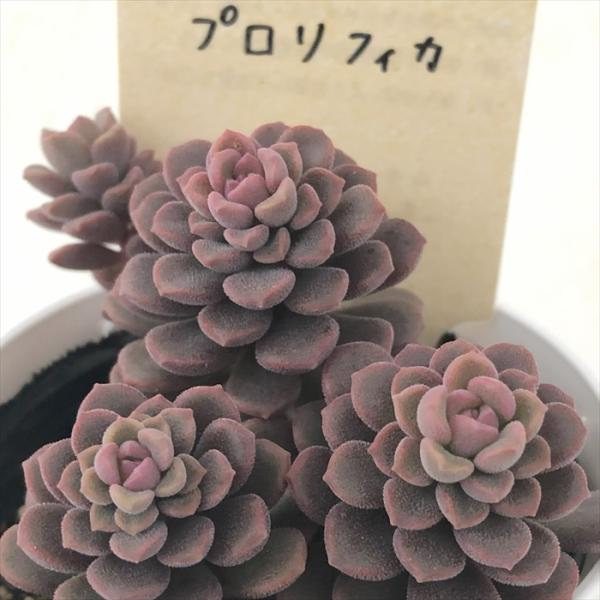 多肉植物 kthセデベリア スプリングワンダー×プロリフィカ 品種登録