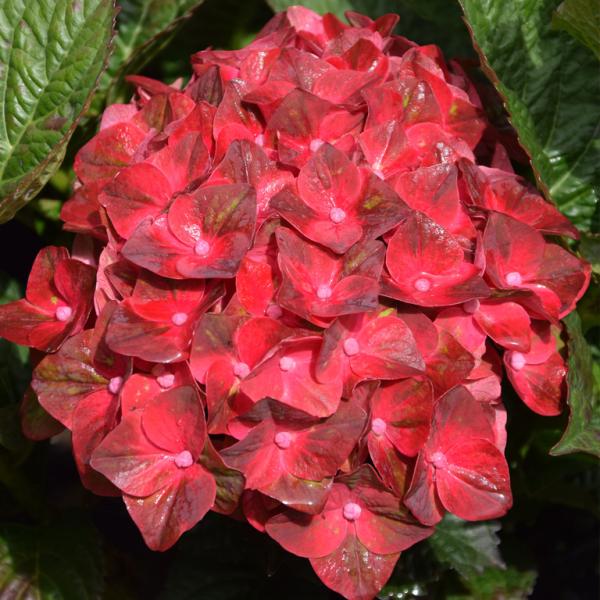 flower-net_z230707104