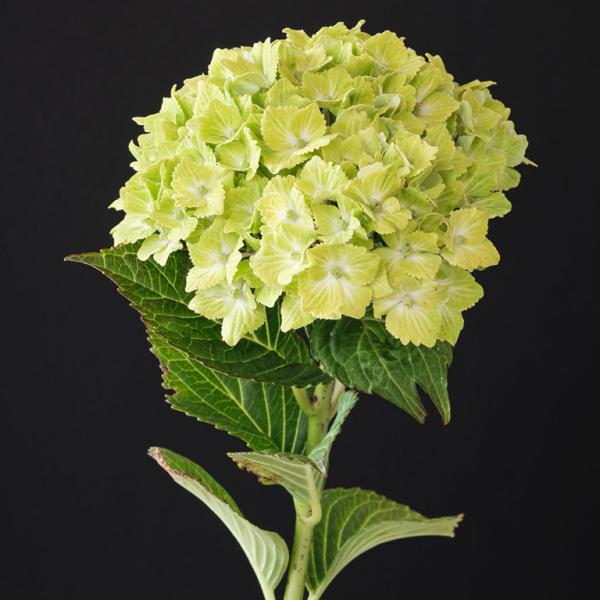 日本花キ流通 アジサイ マジカルラプソディ 10.5cmポット