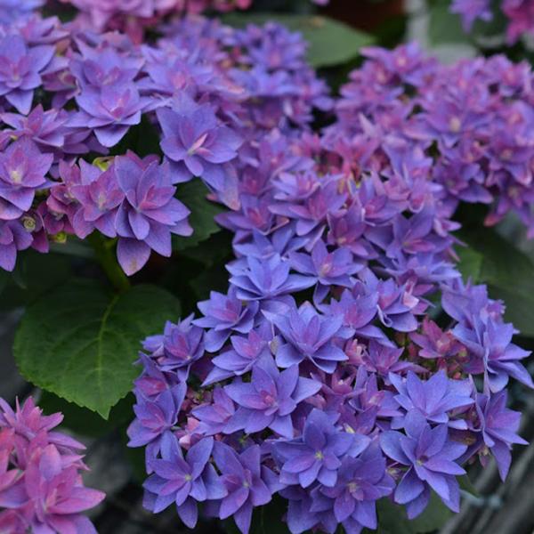 B 紫陽花苗木/正規品∶花カット来季用/BブルーとCピンク2鉢