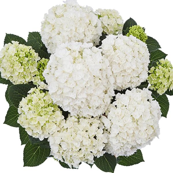 【置き場所】日陰のイメージがありますが、日当たりの良い場所の方が花付きが良くなります。夏の強い西日は嫌うため、それを避けられる環境が最適です。【用土】花色をコントロールしたい場合は、アジサイ専用（赤花・青花）に販売されている培養土を利用する...