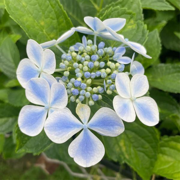 予約販売 アジサイ 水凪鳥 10.5cmポット みずなぎどり 加茂 KAMO