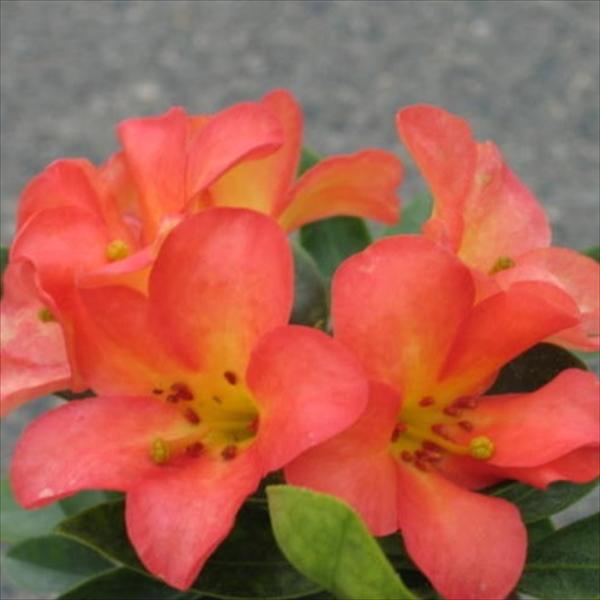 flower-net_z230711102