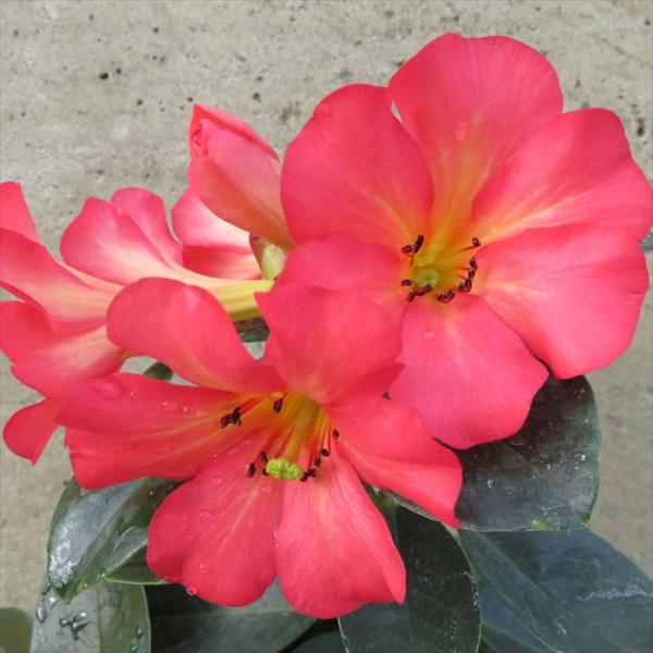 日本花キ流通 マレーシアシャクナゲ ビレア サタンズギフト 5号鉢 開花