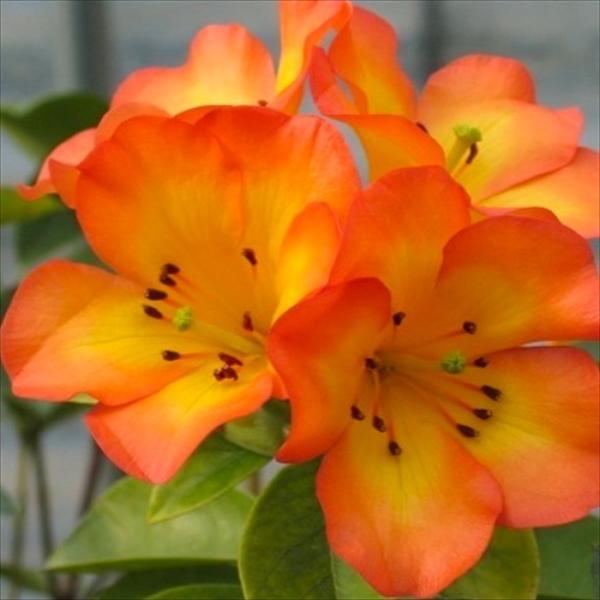 flower-net_z230711105