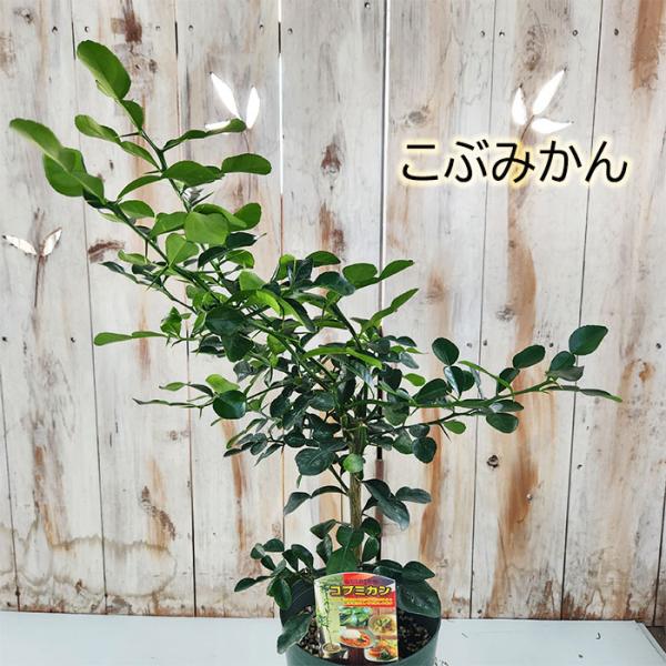 コブミカン大苗　5年生　幹本約20㎜　高さ鉢下から約100㎝ 10号鉢 コブミカン大苗 5年生 幹本約20㎜ 高さ鉢下から約100