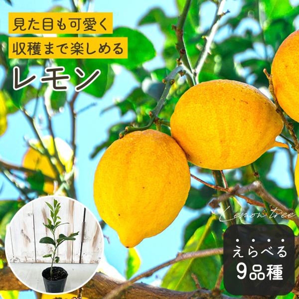 10本セット苗　柑橘 レモン苗木　ライム苗木 10本セット苗 柑橘 レモン苗木 ライム苗木