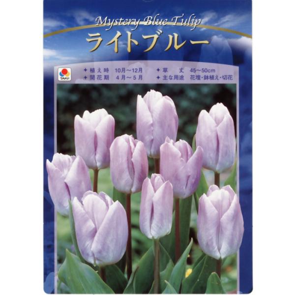ちゅうりっぷ 球根 ライトブルー 空色チューリップ 5球 tkq : フラワーネット