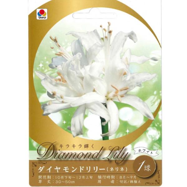 球根 ホワイト ダイヤモンドリリー ネリネ 1球 tkq : フラワーネット