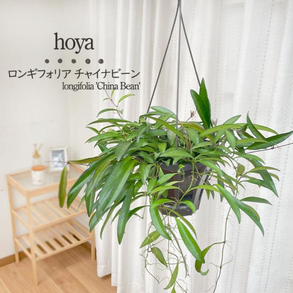 ☘観葉植物☘ホヤ チャイナビーンズ⑤ ロンギフォリア flower-net_z230726002
