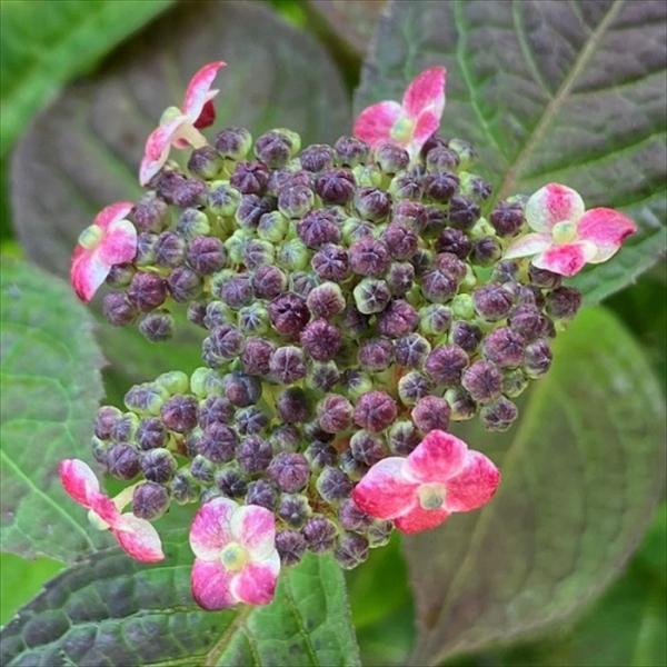 ヤマアジサイ　赤兵衛　濃赤の色合い　珍しいあじさい flower-net_z230727003