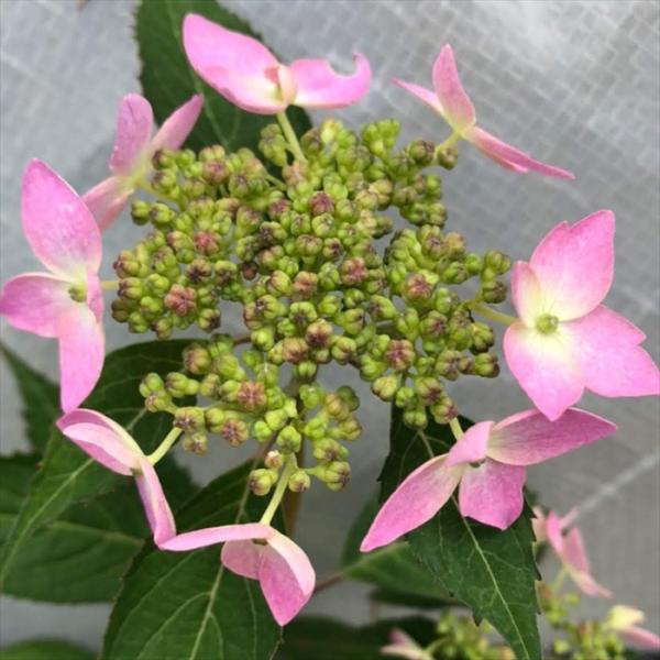 flower-net_z230727008