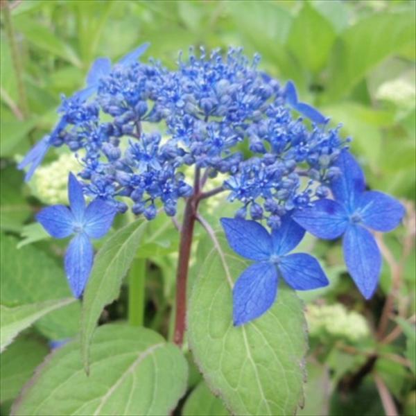 【花苗】ヤマアジサイ　おりひめ　大苗　6号　タグ付き　メルカリ便発送 花苗】ヤマアジサイ おりひめ 大苗 6号 タグ付き メルカリ便発送