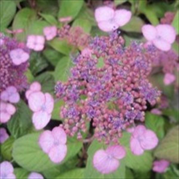 日本花キ流通 予約販売 山アジサイ 日高新錦 9cmポット 苗 花苗 苗木