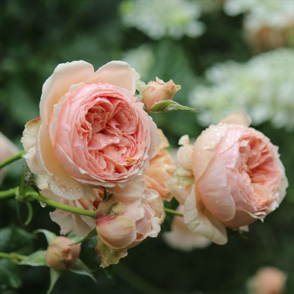 予約販売 バラ苗 バラ大苗 禅ローズ 真宙（まそら） 四季咲き 薔薇