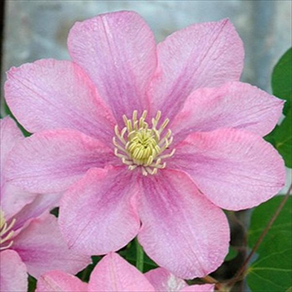 flower-net_z230731009