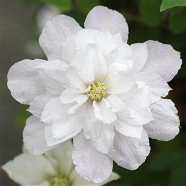 flower-net_z230731020
