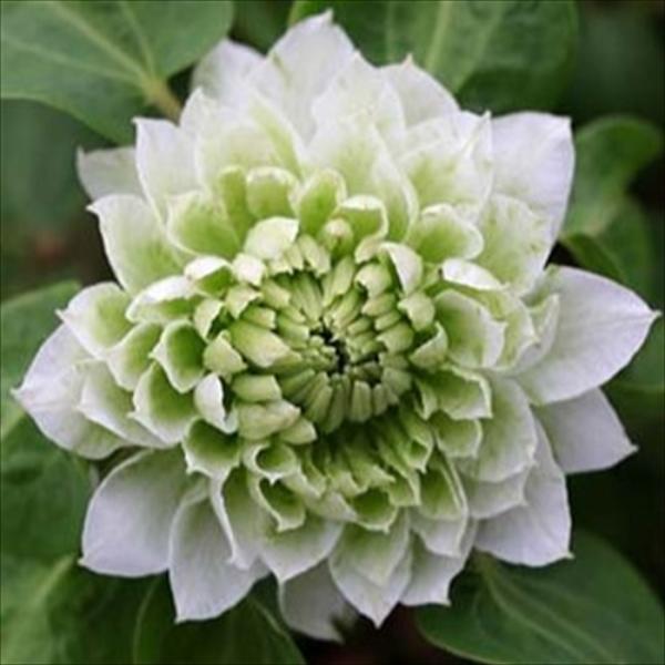 flower-net_z230731021