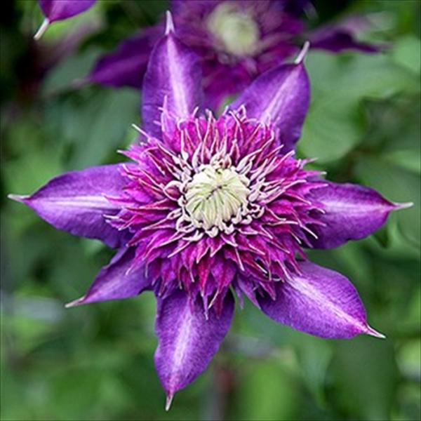 flower-net_z230731041