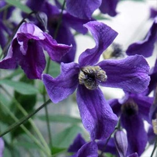 flower-net_z230731090