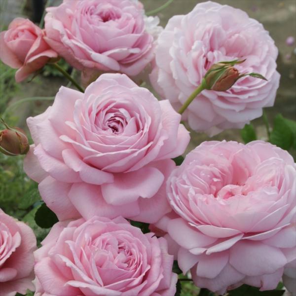 予約販売 バラ苗 バラ大苗 京阪園芸 モガ 四季咲き 薔薇 ばら 送料無料