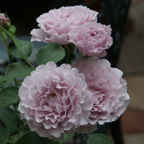 予約販売 バラ苗 バラ大苗 京阪園芸 リベルラ 四季咲き 薔薇 ばら 送料
