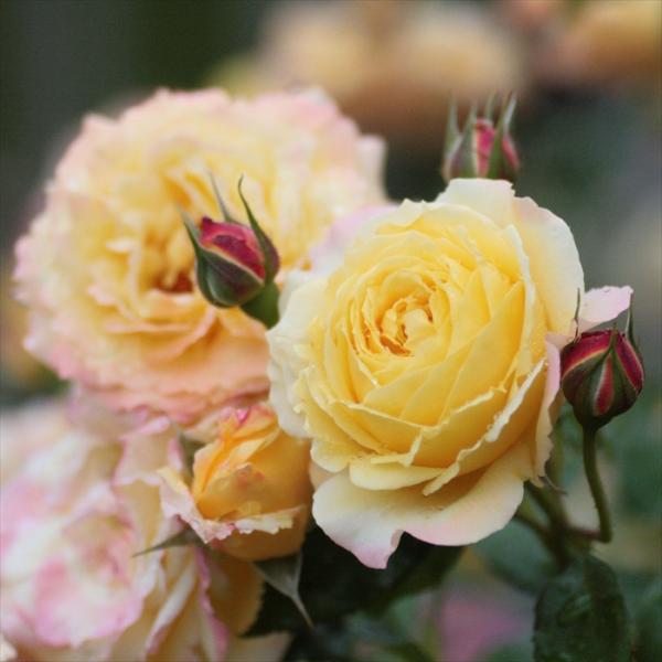 flower-net_z230801021