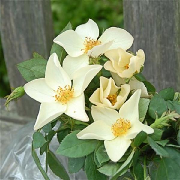 flower-net_z230801026