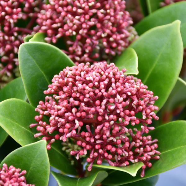 紅キーツ　8号　不織布苗　実付き マンゴー苗 品種 紅キーツ 8号不織布苗