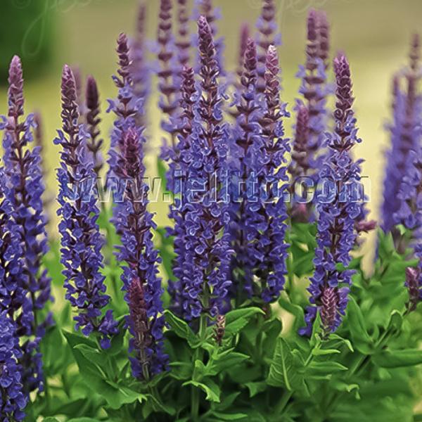 予約販売 サルビア 苗 ネモローサ ブルークイーン 9cmポット 多年草 ガーデニング 花苗 宿根草苗 atm 11月中旬以降発送