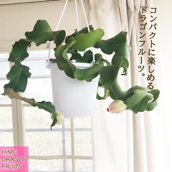 【現品】エピフィルム・グアテマレンシス　7号　黒鉢　吊り下げ（1） 楽天市場】NEW!【現品・現物】エピフィルム・グアテマレンシス 7号吊鉢