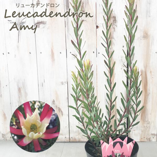 りんごページ　7号デュウカデンドロ　ラグジュウム　オージープランツ 楽天市場】予約販売 リューカデンドロン サマーサン 5号鉢
