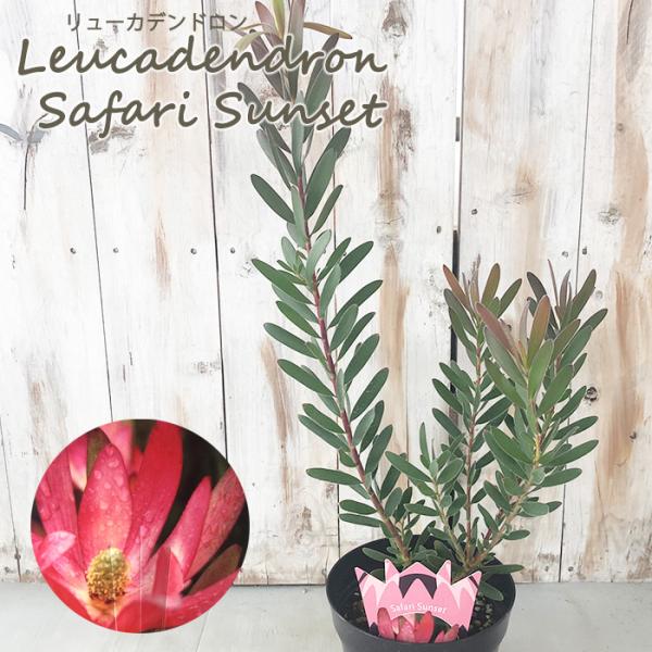 日本花キ流通 予約販売 リューカデンドロン サファリサンセット