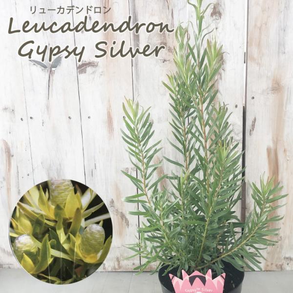 【SALE】リューカデンドロン⋆︎*シックなハーフリース♪ミモザ蕾⑅︎ 日本花キ流通 リューカデンドロン ジプシーシルバー 5号鉢 Gypsy