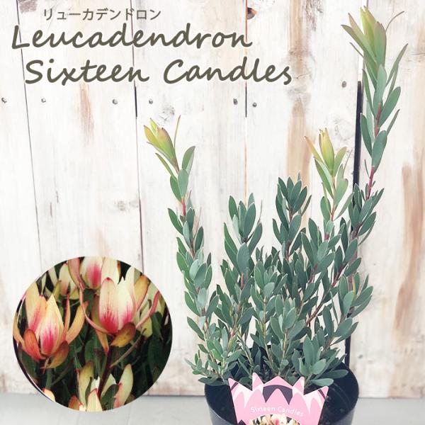 日本花キ流通 リューカデンドロン シックスティーンキャンドルズ 5号鉢