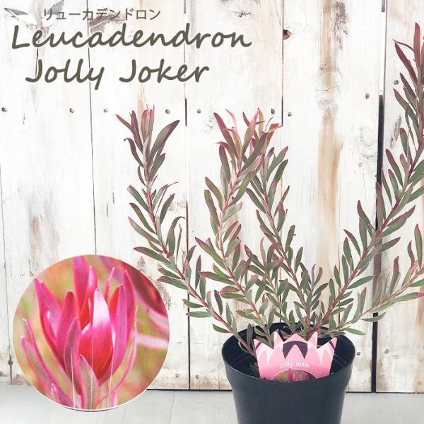 日本花キ流通 リューカデンドロン ジョリージョーカー 5号鉢 Jolly