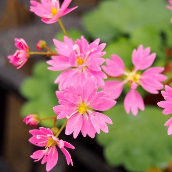 山野草　超希少斑入り　北岳草 山野草 超希少斑入り 北岳草