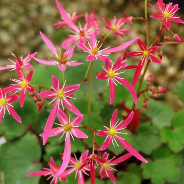 日本花キ流通 大文字草苗 正美 9cmポット ダイモンジソウ 山野草