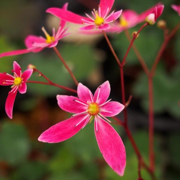 flower-net_z230829012