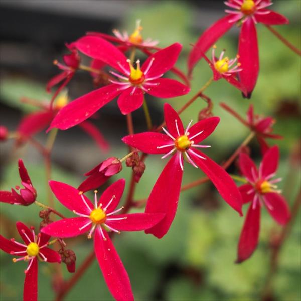 flower-net_z230829013